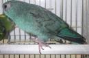 IN-4487　24年生サザナミインコ　♀