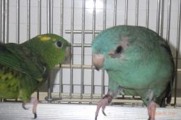 IN-4487　24年生サザナミインコ　♀