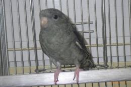 IN-4488　サザナミインコ　グレイの♂