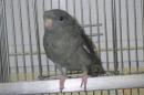 IN-4488　サザナミインコ　グレイの♂