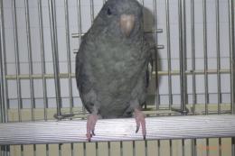 IN-4488　サザナミインコ　グレイの♂