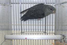 IN-4488　サザナミインコ　グレイの♂
