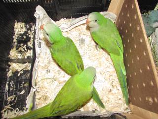 IN-2261 アメリカ産オキナインコ・ノーマルの雛