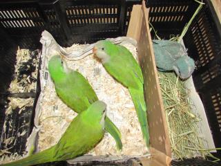 IN-2261 アメリカ産オキナインコ・ノーマルの雛