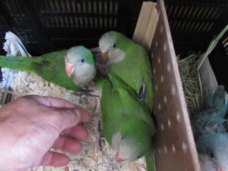 IN-2261 アメリカ産オキナインコ・ノーマルの雛