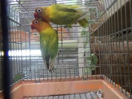 IN-4489　ヤマブキボタンインコ　雄雌で