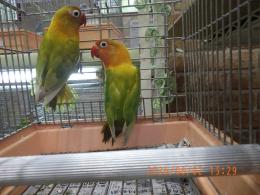 IN-4489　ヤマブキボタンインコ　雄雌で
