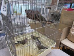 In 3341 アキクサインコ ノーマル 若 キットウココ ペット部