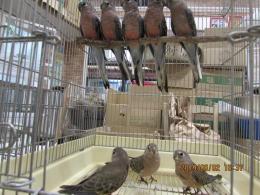 In 3341 アキクサインコ ノーマル 若 キットウココ ペット部