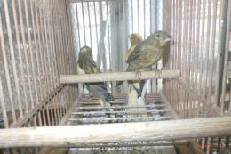 KOT-2735　ブチカナリヤ　生後2カ月目