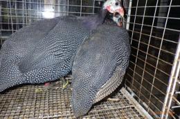 TA-954　ホロホロチョウ　若　2羽で