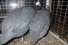 TA-954　ホロホロチョウ　若　2羽で