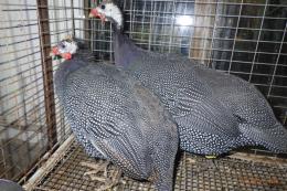 TA-954　ホロホロチョウ　若　2羽で