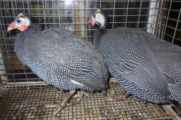 TA-954　ホロホロチョウ　若　2羽で