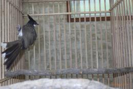 KOT-2736　コウラウン