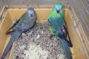 IN-4126　ノーマル・ビセイインコ　オスメスで