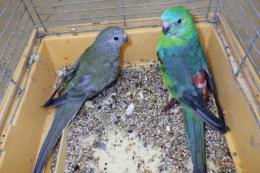 IN-4126　ノーマル・ビセイインコ　オスメスで