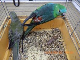 IN-4126　ノーマル・ビセイインコ　オスメスで