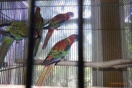 IN-4490　ナナクサインコ・レッド　26年4月生の若　配合2