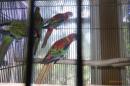IN-4490　ナナクサインコ・レッド　26年4月生の若　配合2