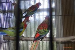 IN-4490　ナナクサインコ・レッド　26年4月生の若　配合2