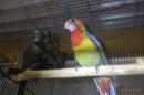 IN-4492　ナナクサインコ・ノーマルSP　26年4月生の若　配合4