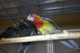 IN-4492　ナナクサインコ・ノーマルSP　26年4月生の若　配合4