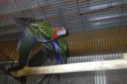 IN-4492　ナナクサインコ・ノーマルSP　26年4月生の若　配合4