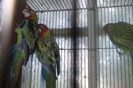 IN-4491　ナナクサインコ・ノーマル　26年4月生の若　配合3