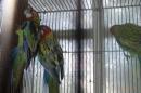 IN-4491　ナナクサインコ・ノーマル　26年4月生の若　配合3