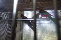 IN-4491　ナナクサインコ・ノーマル　26年4月生の若　配合3
