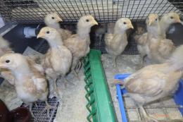 TA-998　名古屋コーチン　♀　6月5日で3週目