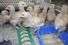 TA-998　名古屋コーチン　♀　6月5日で3週目