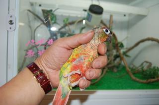 IN-506 ワキコガネウロコインコ 雌 | キットウココ ペット部