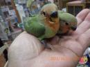 IN-4304　コザクラインコ・親はブルーなのに皆ノーマルグリーン