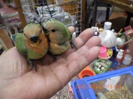 IN-4304　コザクラインコ・親はブルーなのに皆ノーマルグリーン