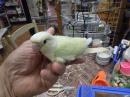 IN-4303　アカオウロコインコ・ミント?ムーンチーク?