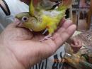 IN-4301　アカオウロコインコ・パイナップル