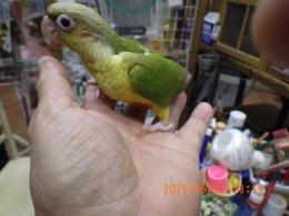 IN-4301　アカオウロコインコ・パイナップル