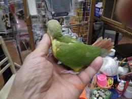 IN-4301　アカオウロコインコ・パイナップル