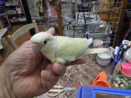 IN-4303　アカオウロコインコ・ミント?ムーンチーク?