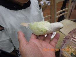 IN-4303　アカオウロコインコ・ミント?ムーンチーク?