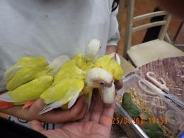 IN-4302　アカオウロコインコ・サンチーク　