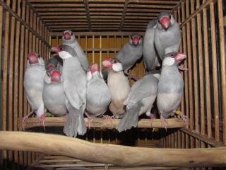 Kot 1780 シルバー文鳥の雄 キットウココ ペット部