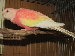 In 3435 アキクサインコ ルビノー キットウココ ペット部