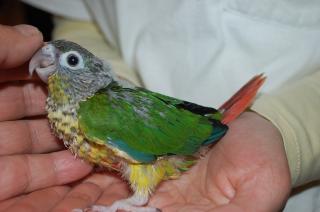 ウロコインコページです。 ホオミドリアカオウロコインコ - Wikipedia