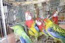 IN-4307　今年初のナナクサインコ　1羽の価格