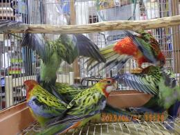 IN-4307　今年初のナナクサインコ　1羽の価格