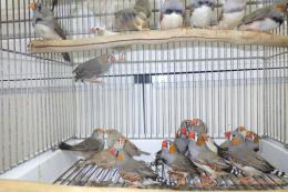 KOT-2737　キンカチョウ　雄雌で