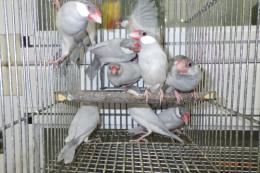 KOT-2738　シルバー文鳥の若雄